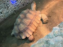 -上海大自然野生昆虫馆(东方明珠·爬宠昆虫探索中心)