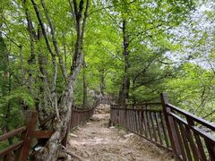-王顺山国家森林公园