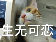 -谐和益家动物医院·免疫绝育·血液透析·宠保定点医院(高新伊藤分院)
