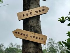 -梧桐山风景名胜区