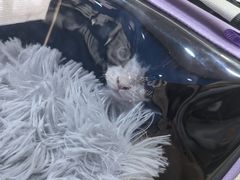 -全心全意连锁动物医院·微创中心·内科急重症·心脏专科(丰管路店)