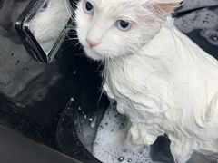 -宠福鑫动物医院(城北分院)