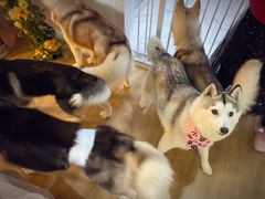 -Husky Go! 哈士奇体验馆·宠物咖啡厅狗咖