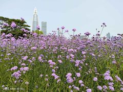-深圳湾公园(南山区)