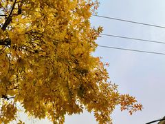 -VOYAGE COFFEE(北锣鼓巷店)