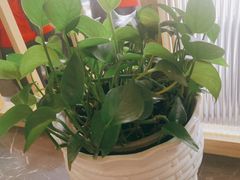 -芭夯兔·兔肉汤锅(新都店)