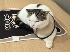 -喵园·猫主题咖啡厅·撸猫·猫咖(国贸店)