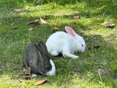 -洪湖湿地生态园