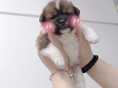 -灵美宠物诊所