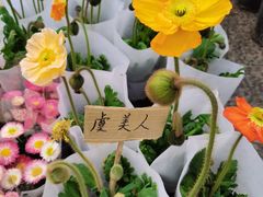 -龙大花卉苗木市场