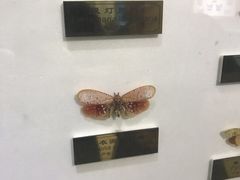 -上海昆虫博物馆