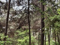 -铁山坪森林公园