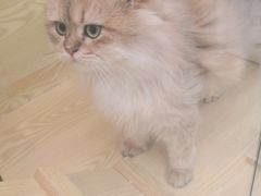 -猫十亿·布偶金渐层·曼基康矮脚猫舍(青年路店)