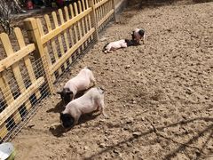 -莱阳濯村樱花园