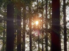 -黄海国家森林公园