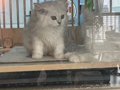 -喵宠乐园·撸猫互动·猫舍