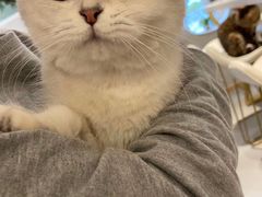 -飞行喵MR PILOT|猫舍·猫咖(静安大融城店)