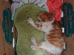 -艾吉宠物医院·疑难杂症转诊中心·猫友好(碧江路院)