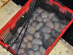 -罗源湾8号渔排