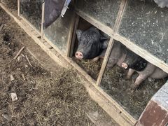 -清风小镇闯关东影视基地