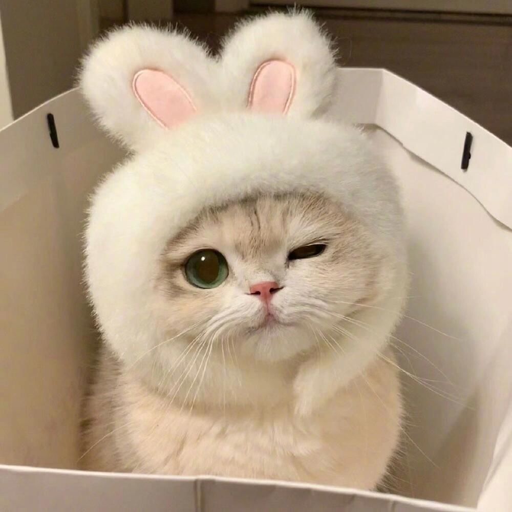 被萌系小猫咪的温暖狠狠戳到了