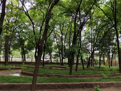 -大望京公园