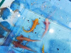 -证大大拇指广场(芳甸路店)