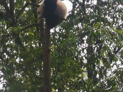 -中国大熊猫保护研究中心雅安碧峰峡基地