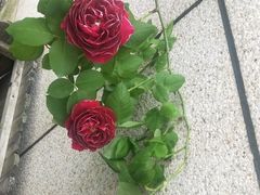 -九鼎轩脆毛肚火锅(商业街店)