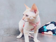 -Again Coffee Roaster(香蜜湖店)