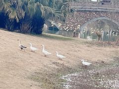 -瑶湖郊野森林公园