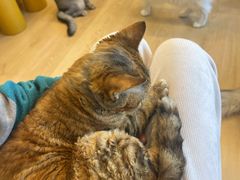 -有喵·猫咖·狗咖·30几只猫10只小狗(岗厦店)