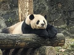 -都江堰中华大熊猫苑