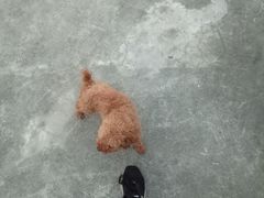 -萌兽医馆·宠物医院·猫骨科(创景店)