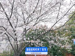 -高东镇樱花园
