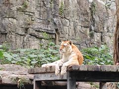 -广州长隆野生动物世界