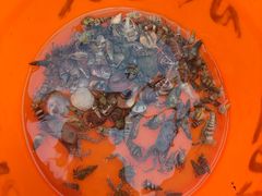 -红树林天天赶海