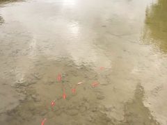 -丽江金茂凯悦臻选酒店-滇香馆