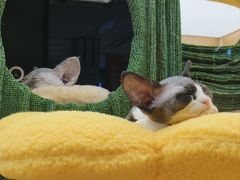 -帕帕拉兹宠物(亚洲旗舰店)