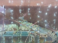 -国际金钻海鲜餐厅
