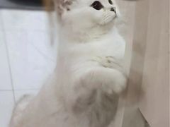 -东方名猫馆·英短金渐层布偶猫舍(环线广场1号楼店)