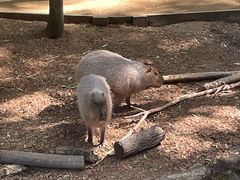 -可伦宾野生动物保护区