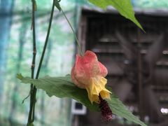 -石家庄市植物园