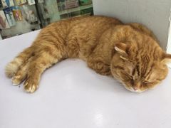 -喵的天空名猫咖啡馆·撸猫·猫舍·用品