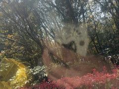 -平湖九龙山旅游度假区