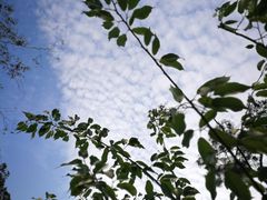 -皇鸽餐厅(龙塘店)