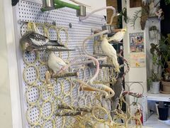 -吉丁鸟咖·异宠·寄养