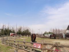 -田园东方蜜桃村的田野营地