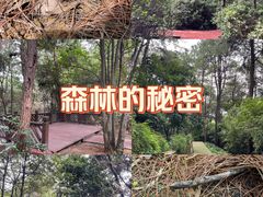 -铁山坪森林公园