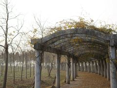 -上海海湾国家森林公园